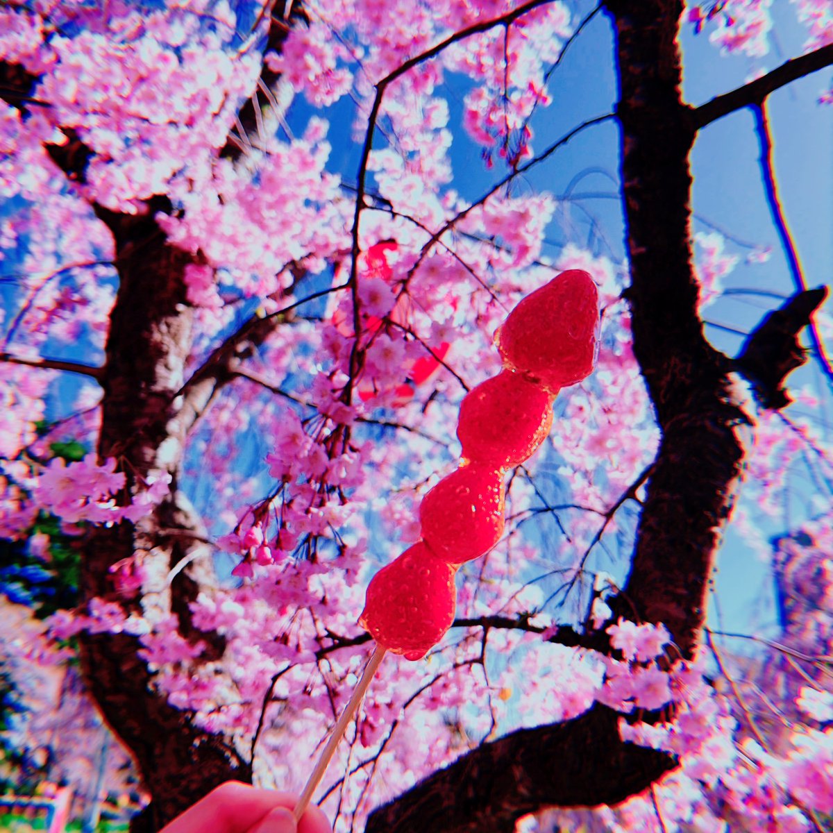 ❀.*ﾟ🌸🌸🌸