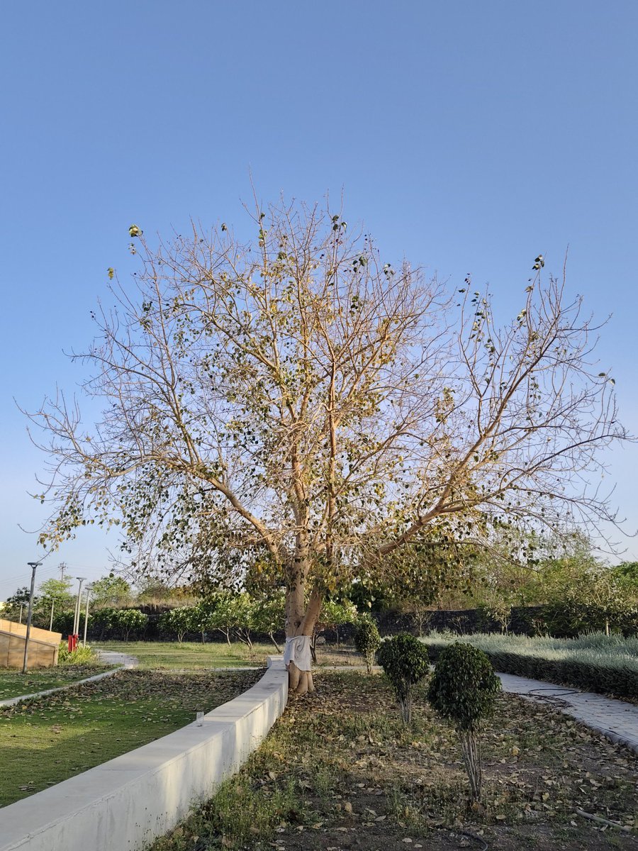 RSCRajkot's tweet image. 🍃 Nature’s color palette in #motion!
From dry, fallen shades to fresh green life, the journey of #Peepal Tree leaves is pure magic ✨
Each leaf tells a story — of change, renewal, and rebirth 🌱
#Seasons don’t just change… they create art 🎨

#NatureCreativity #LifeCycle