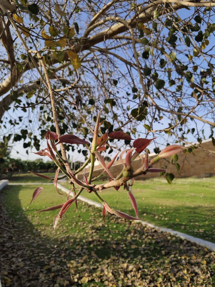 RSCRajkot's tweet image. 🍃 Nature’s color palette in #motion!
From dry, fallen shades to fresh green life, the journey of #Peepal Tree leaves is pure magic ✨
Each leaf tells a story — of change, renewal, and rebirth 🌱
#Seasons don’t just change… they create art 🎨

#NatureCreativity #LifeCycle