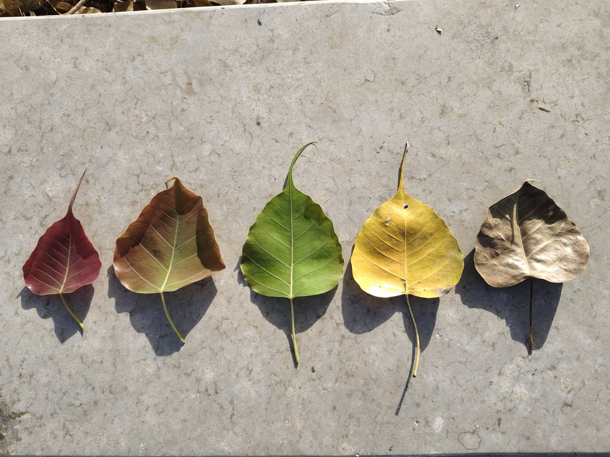 RSCRajkot's tweet image. 🍃 Nature’s color palette in #motion!
From dry, fallen shades to fresh green life, the journey of #Peepal Tree leaves is pure magic ✨
Each leaf tells a story — of change, renewal, and rebirth 🌱
#Seasons don’t just change… they create art 🎨

#NatureCreativity #LifeCycle