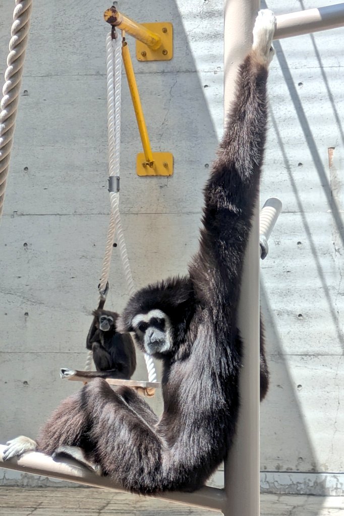 ojizoosummit's tweet image. #シロテテナガザル 夫婦🐵
#クリクリ ＆ #シモン 
お互いに、新しい遊具🛝でまったり休憩中でした🐾
#王子動物園 #神戸市立王子動物園 #王子動物園市民サミット