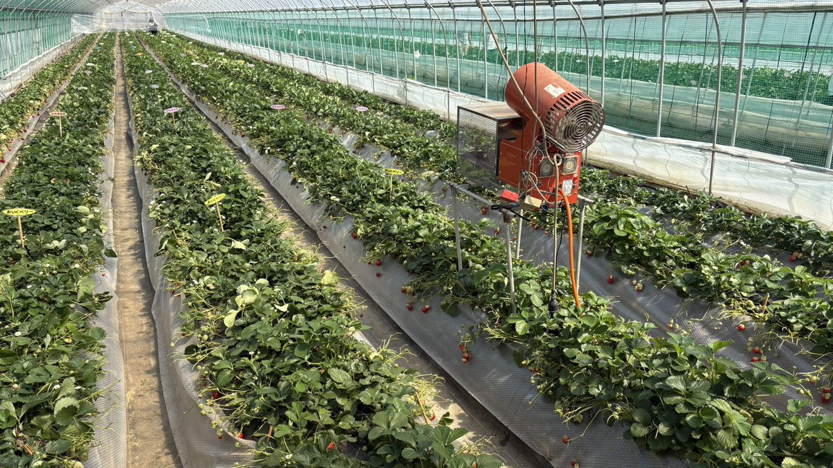 まろにー tweet media