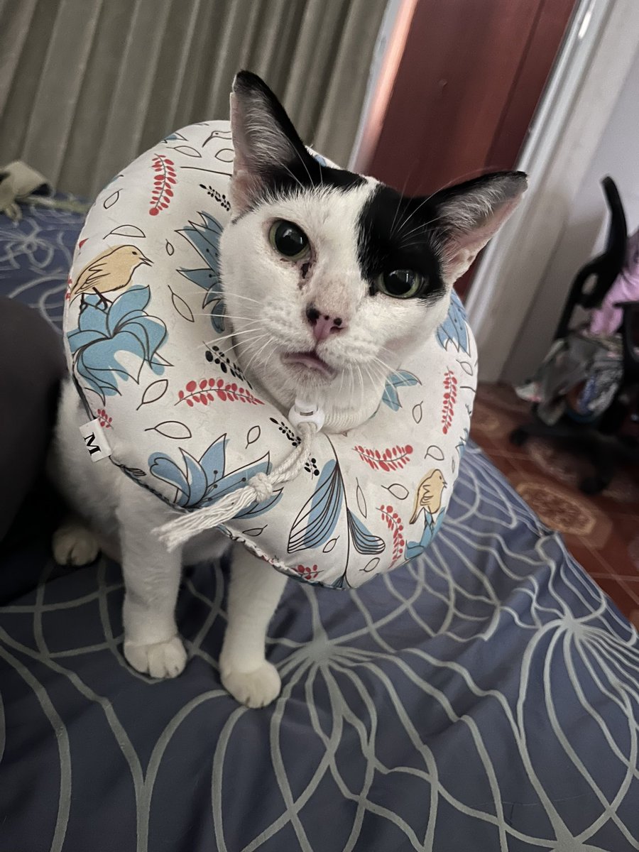 A.J.Pong tweet media