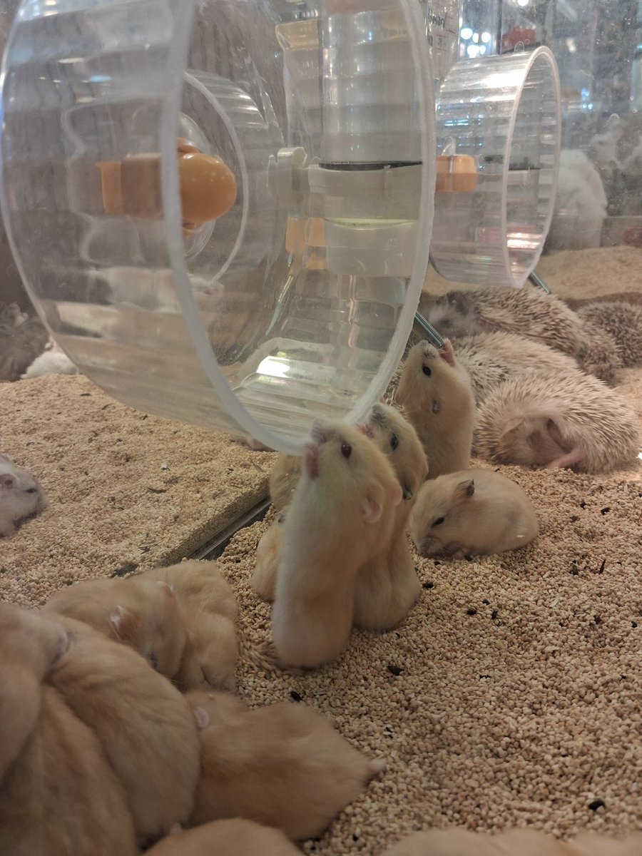 ☆𝙨𝙨𝙨𝙨𝙤𝙢𝙢𝙚𝙚☆ tweet media