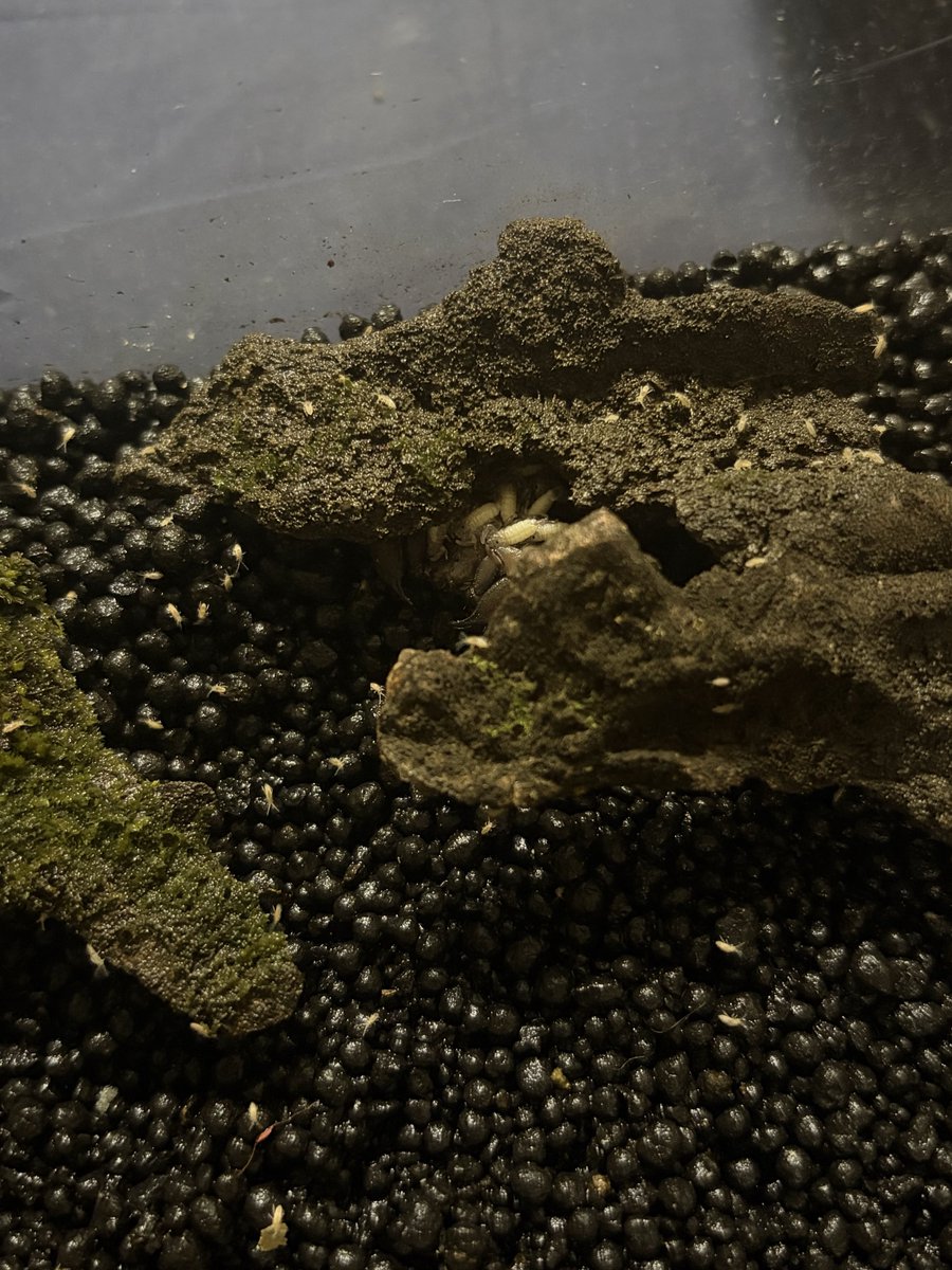 きょね tweet media