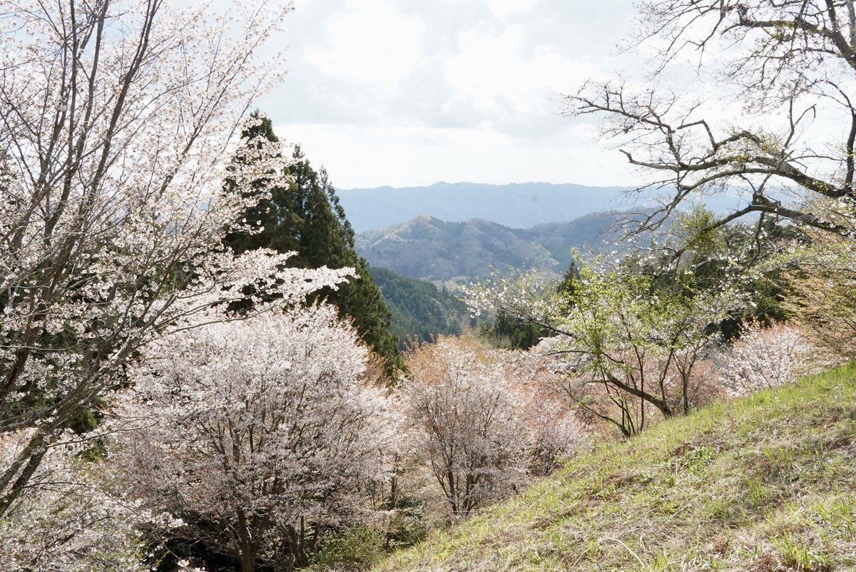 沓掛峠のヤマザクラ🌸】 赤みを帯びた若葉と淡い花々が山を彩り、足元