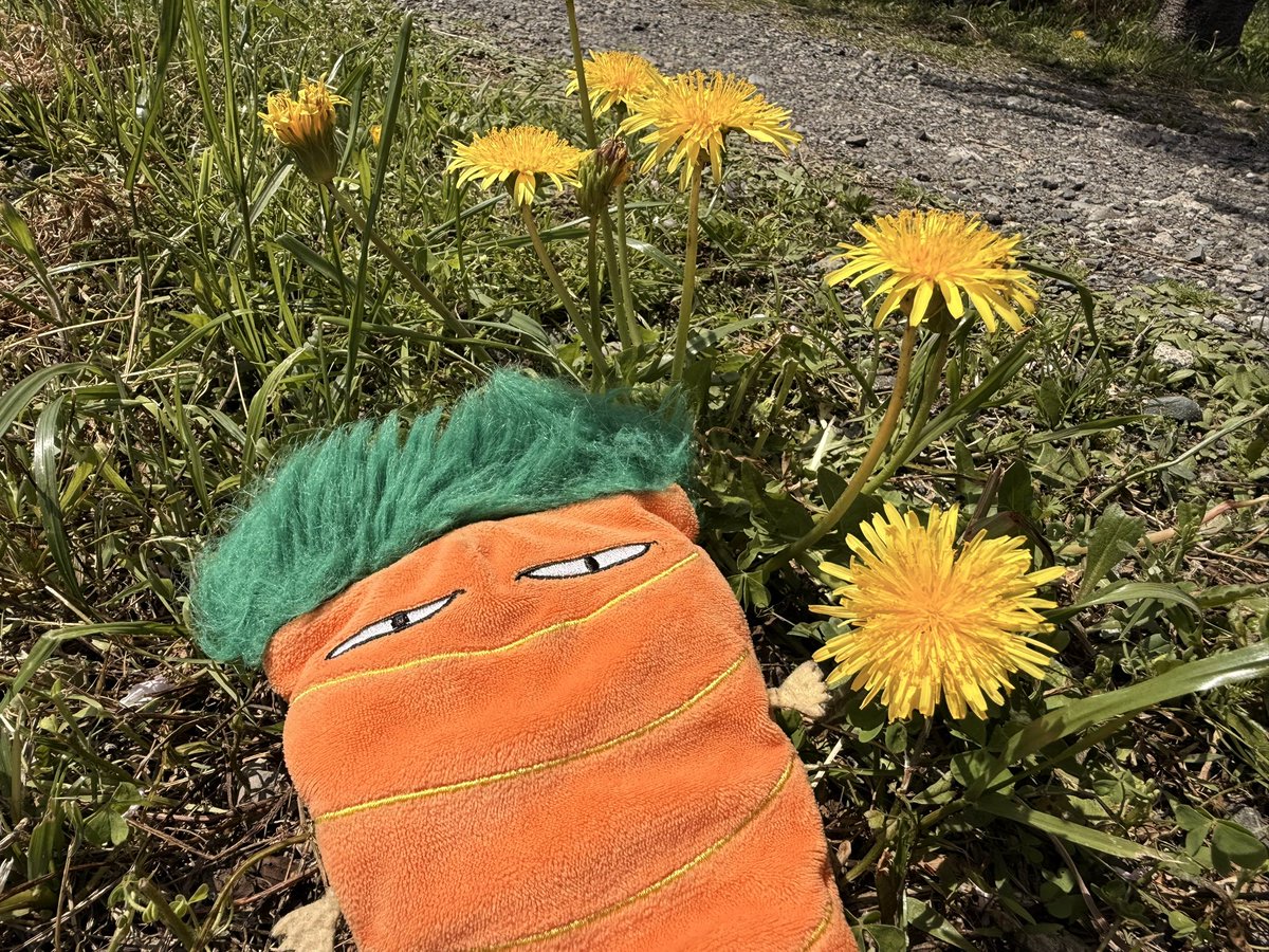 すずゆぅ🥕🦉🍞 tweet media