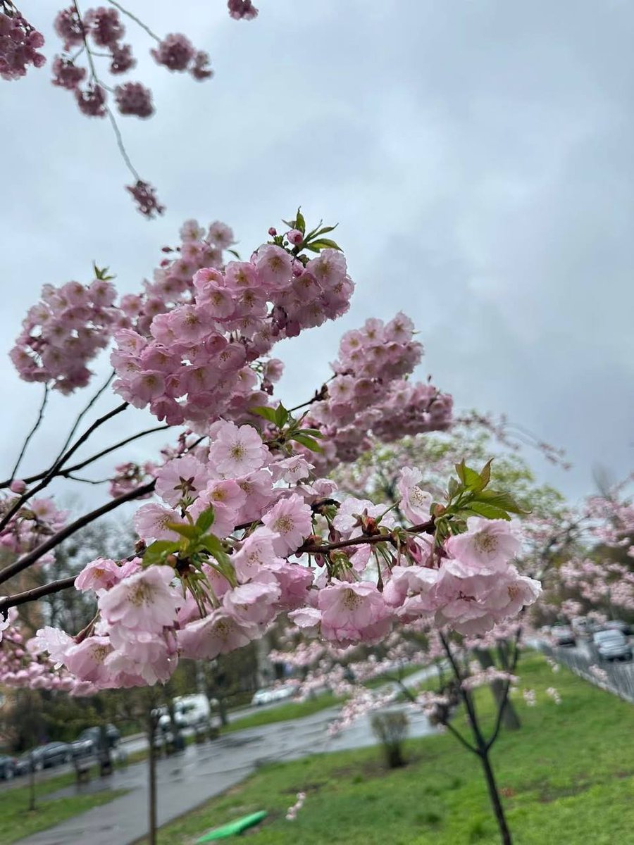 DigitalArtKyiv's tweet photo. In the heart of Kyiv, the delicate petals of Japanese sakura transform the streets into a fairy tale. Each branch is a declaration of love for spring. #KyivInBloom #SakuraHearts #SpringInInspiration #BloomingKyiv #LoveInPetals https://t.co/4BhVeTX0eY