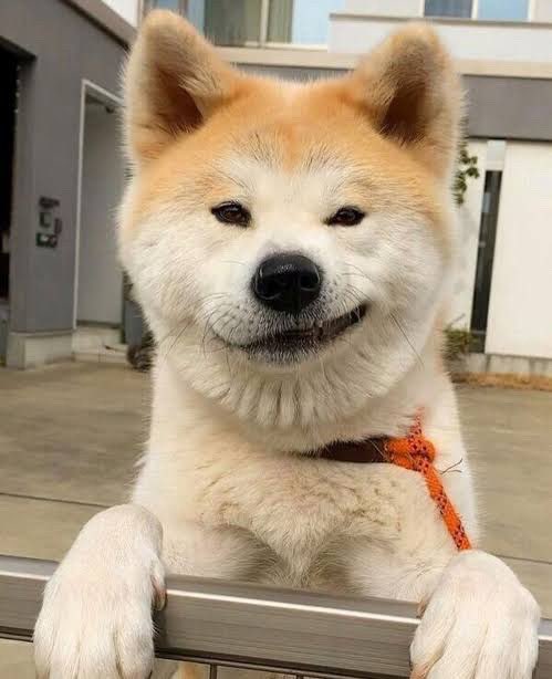 ベン所イヌ tweet media