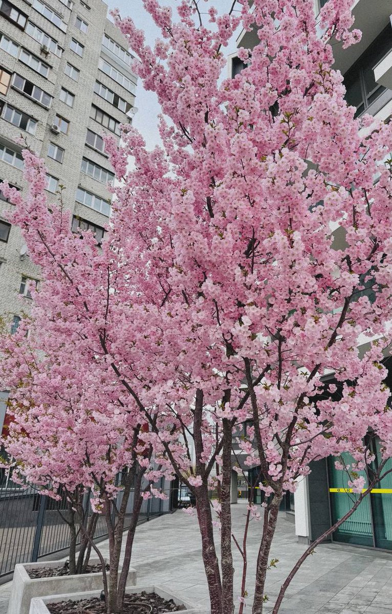DigitalArtKyiv's tweet photo. In the heart of Kyiv, the delicate petals of Japanese sakura transform the streets into a fairy tale. Each branch is a declaration of love for spring. #KyivInBloom #SakuraHearts #SpringInInspiration #BloomingKyiv #LoveInPetals https://t.co/4BhVeTX0eY