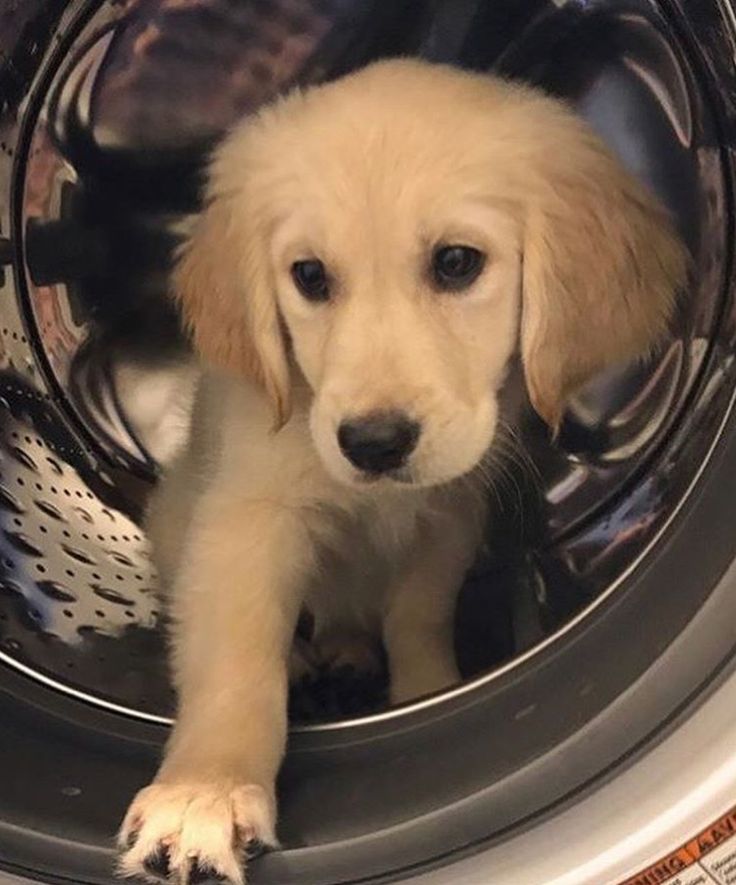 Popularpuppies © tweet media