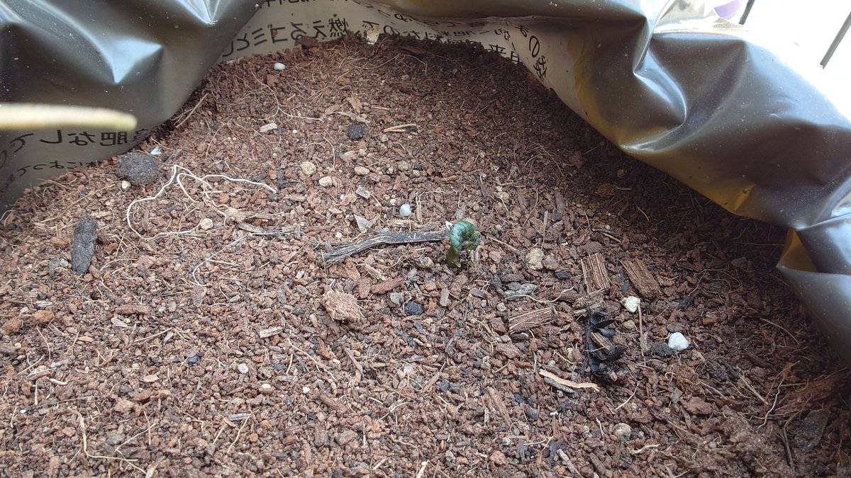 とりの菜園ライフ tweet media