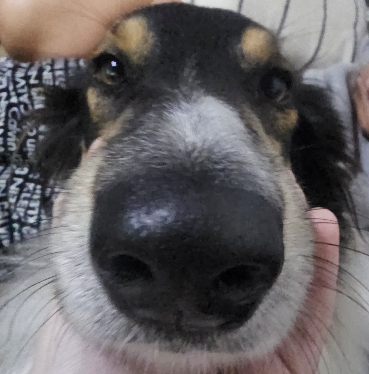 Nihonio🫀 tweet media