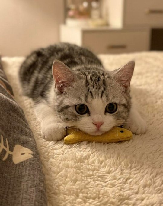 桜の雫 tweet media