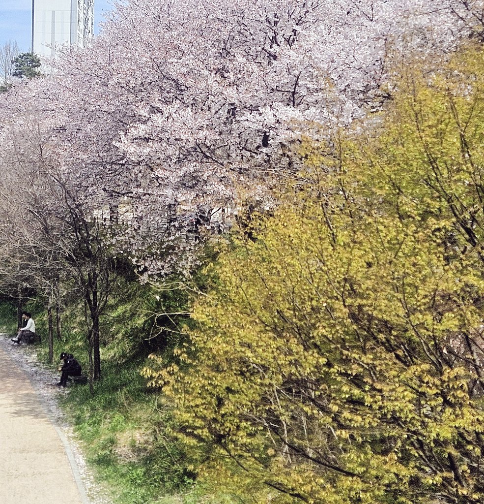 아직 벚꽃 안떨어졌다 꽃보구가 💐