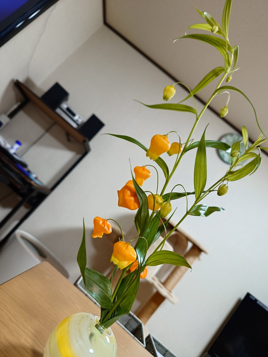 v_osej2's tweet photo. 昨日は実家に帰って
母と買い物行ったんですけど
一輪挿しの花がないから
買いたい！🥺と母
ちょうど花屋さんがあって
あぁ〜なんだったかなぁ〜
あぁぁ〜！
サンダーソニア！
名前むずかしいꉂ😂w
買い物後
夜桜して帰ってきた〜🌸🌸🌸 https://t.co/mpwmqO4xMh