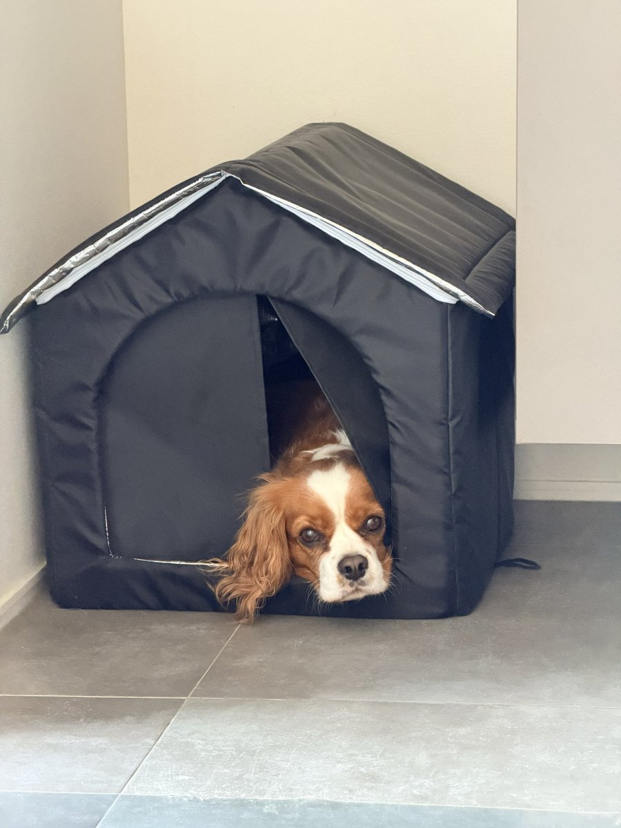 山口玲香のDOOG MORNING🐾 tweet media