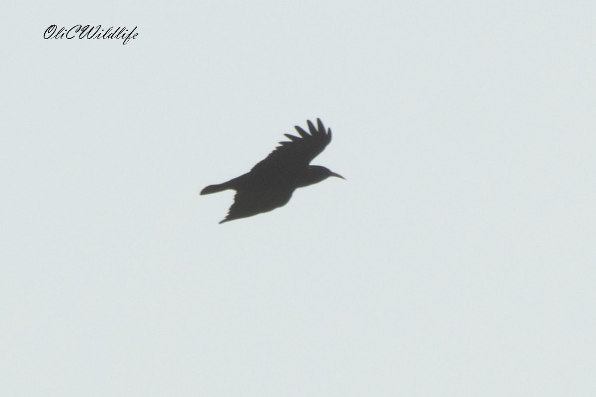 OliCWildlife's tweet photo. A great day at sunny Dungeness earlier this week! Chough, Hen Harrier, Black Redstarts, Harbour Porpoises, RTDivers, Guillemots, Peregrines, Wheatear, Bearded Tits, and Sedge Warblers. @SwallowBirding #Birding #UKBirding https://t.co/Dq3rDrb3Vt