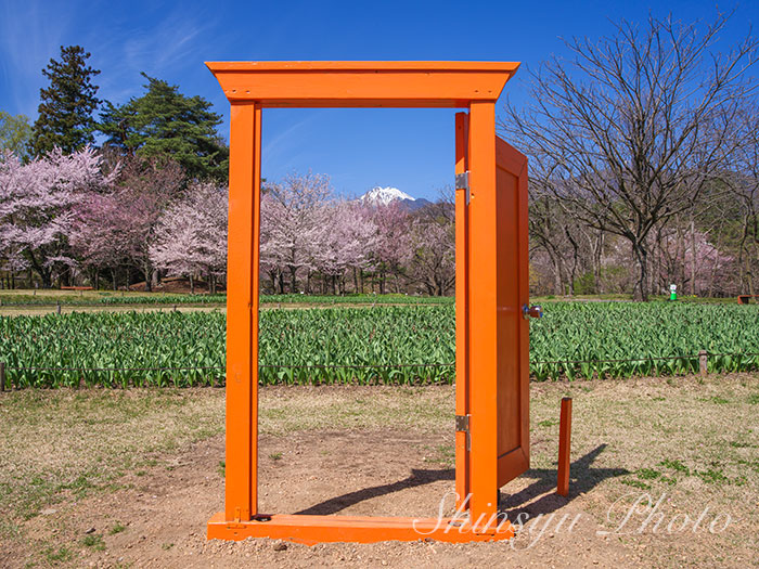 shinsyu_photo's tweet photo. 桜咲く国営アルプスあづみの公園〜2026.4.12長野県安曇野市 https://t.co/KV5e4SbkGl