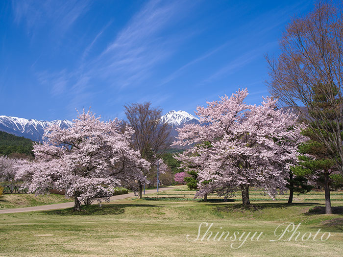 shinsyu_photo's tweet photo. 桜咲く国営アルプスあづみの公園〜2026.4.12長野県安曇野市 https://t.co/KV5e4SbkGl