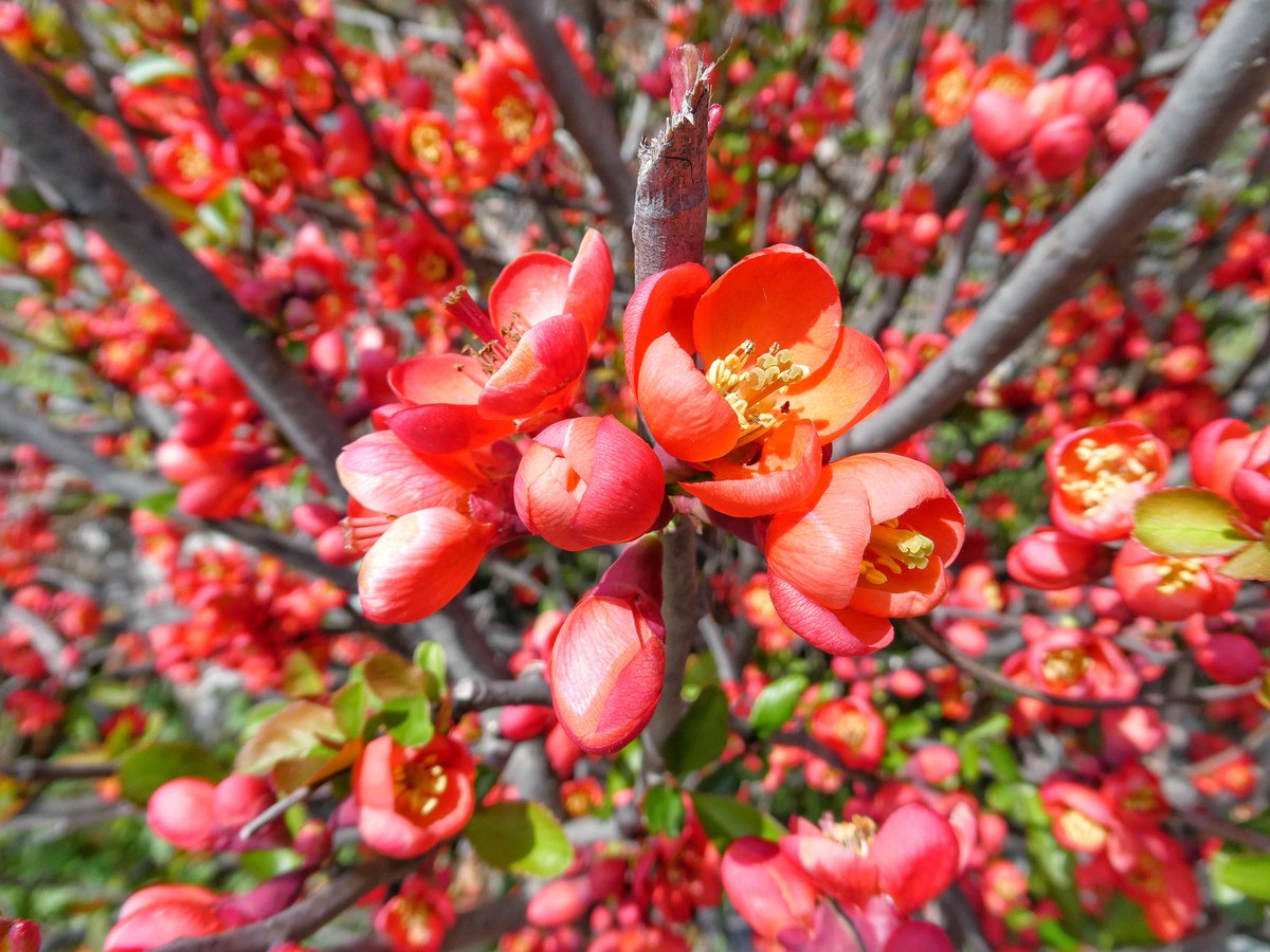 🐗 괴인 뿔엄니 tweet media