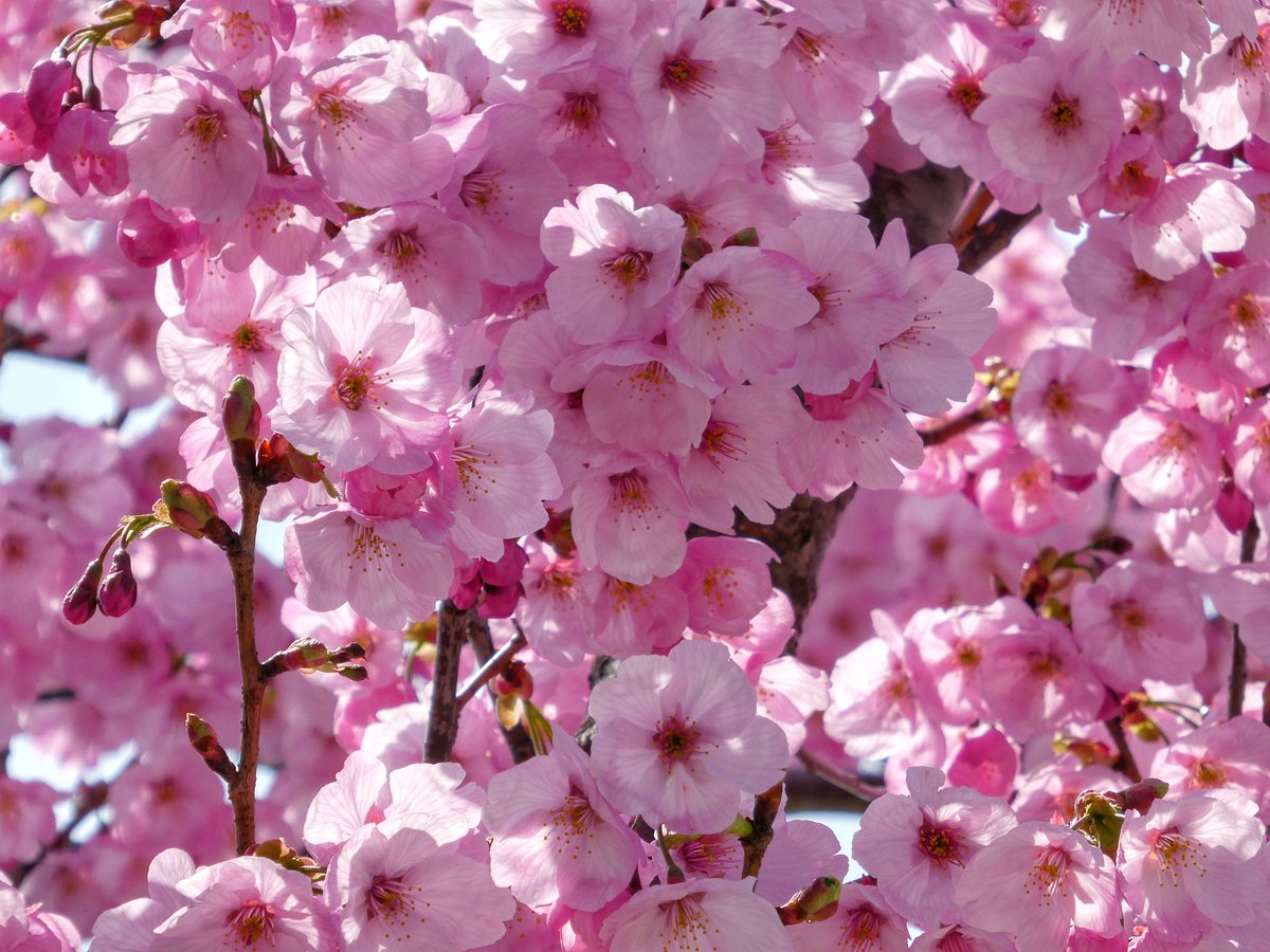 🐗 괴인 뿔엄니 tweet media