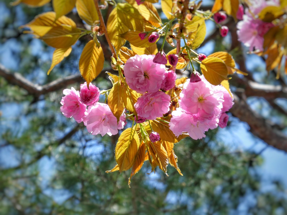 🐗 괴인 뿔엄니 tweet media