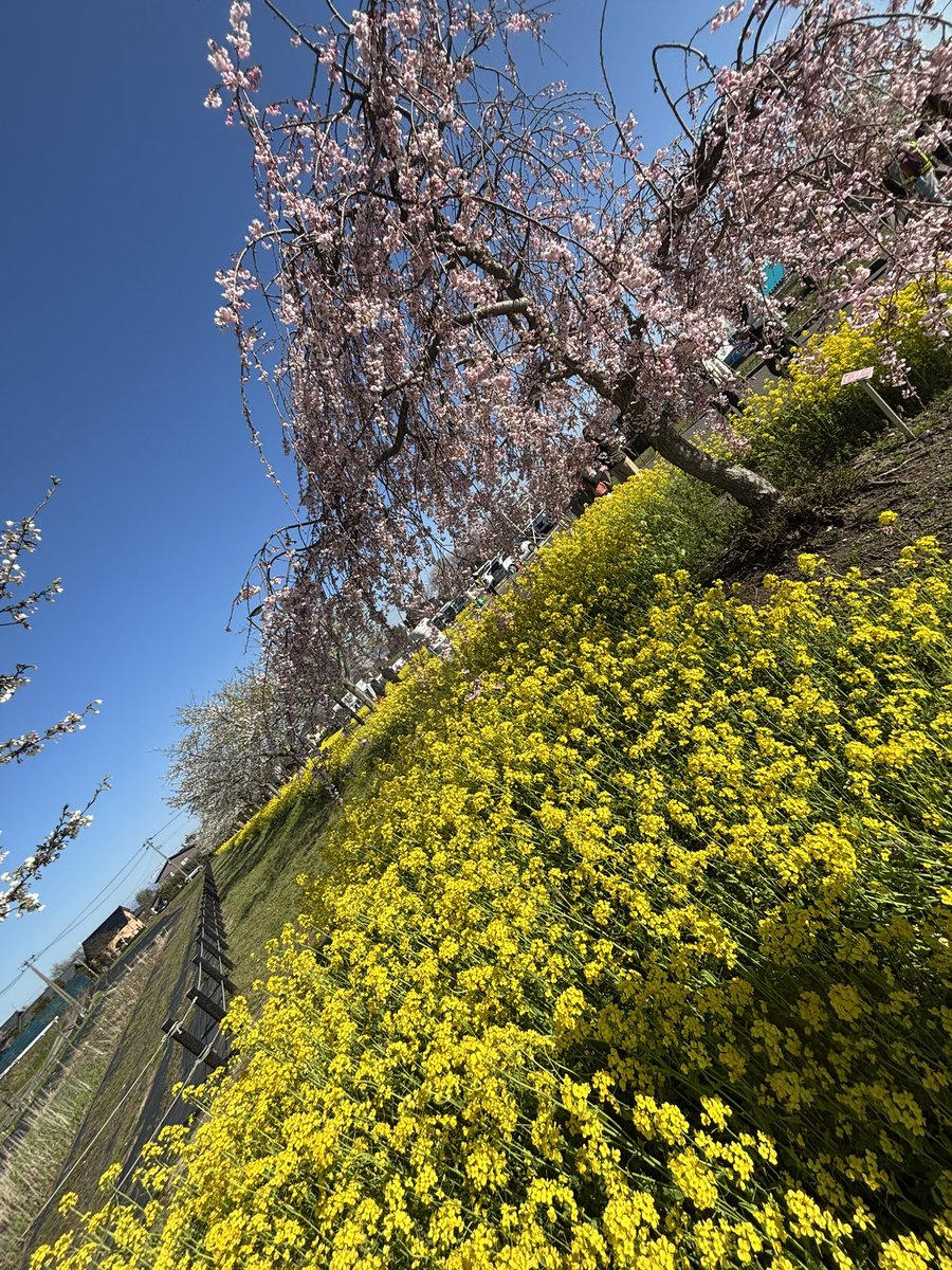 かおん¨̮⃝☺︎𖤣𖠿𖤣🦫 tweet media