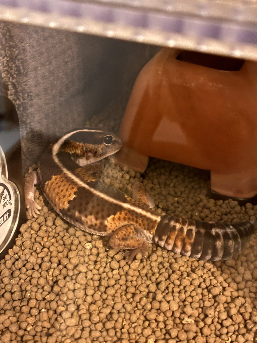 ろいろは今日も元気です tweet media