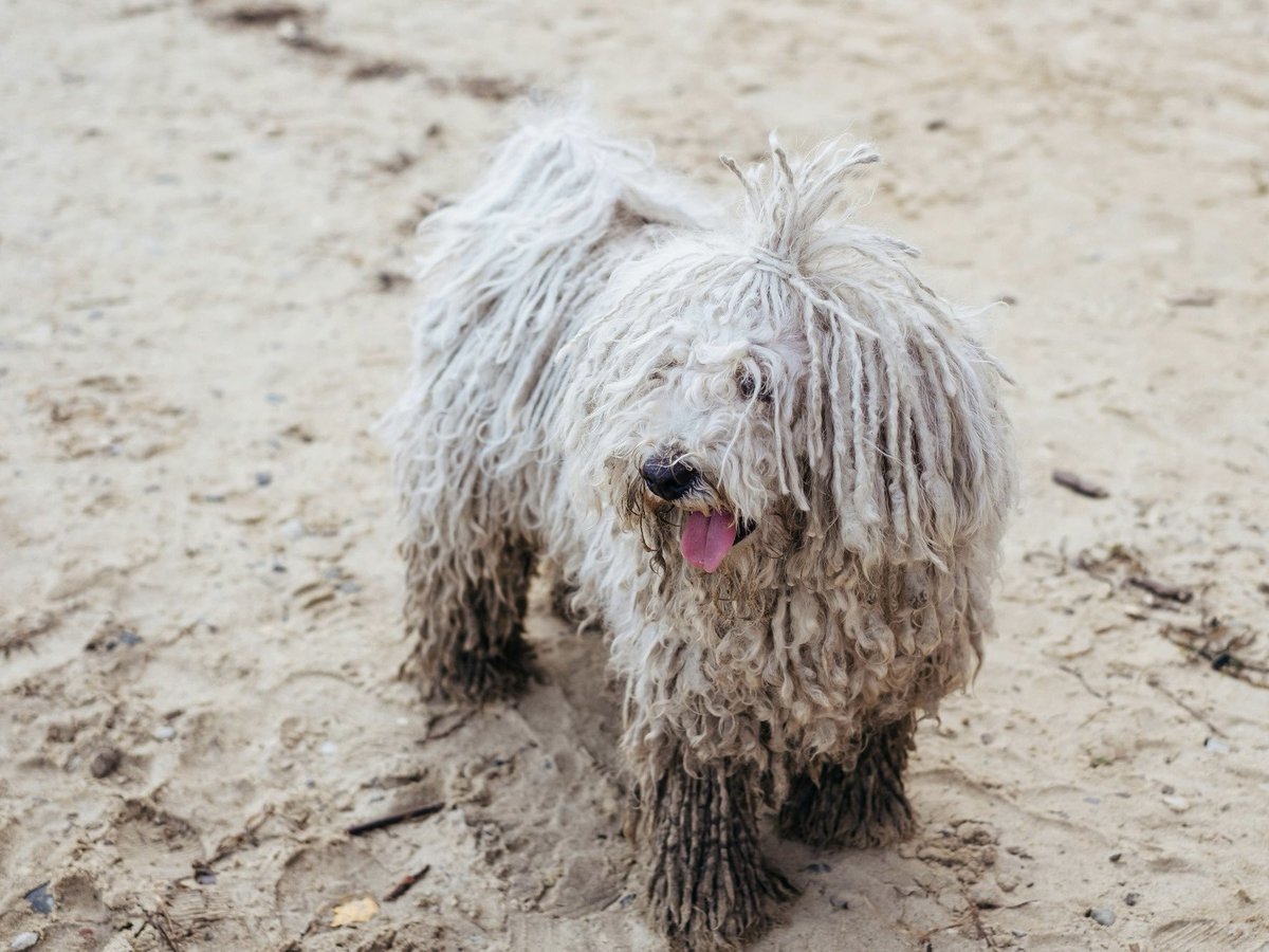 askfyあすくふぁい tweet media