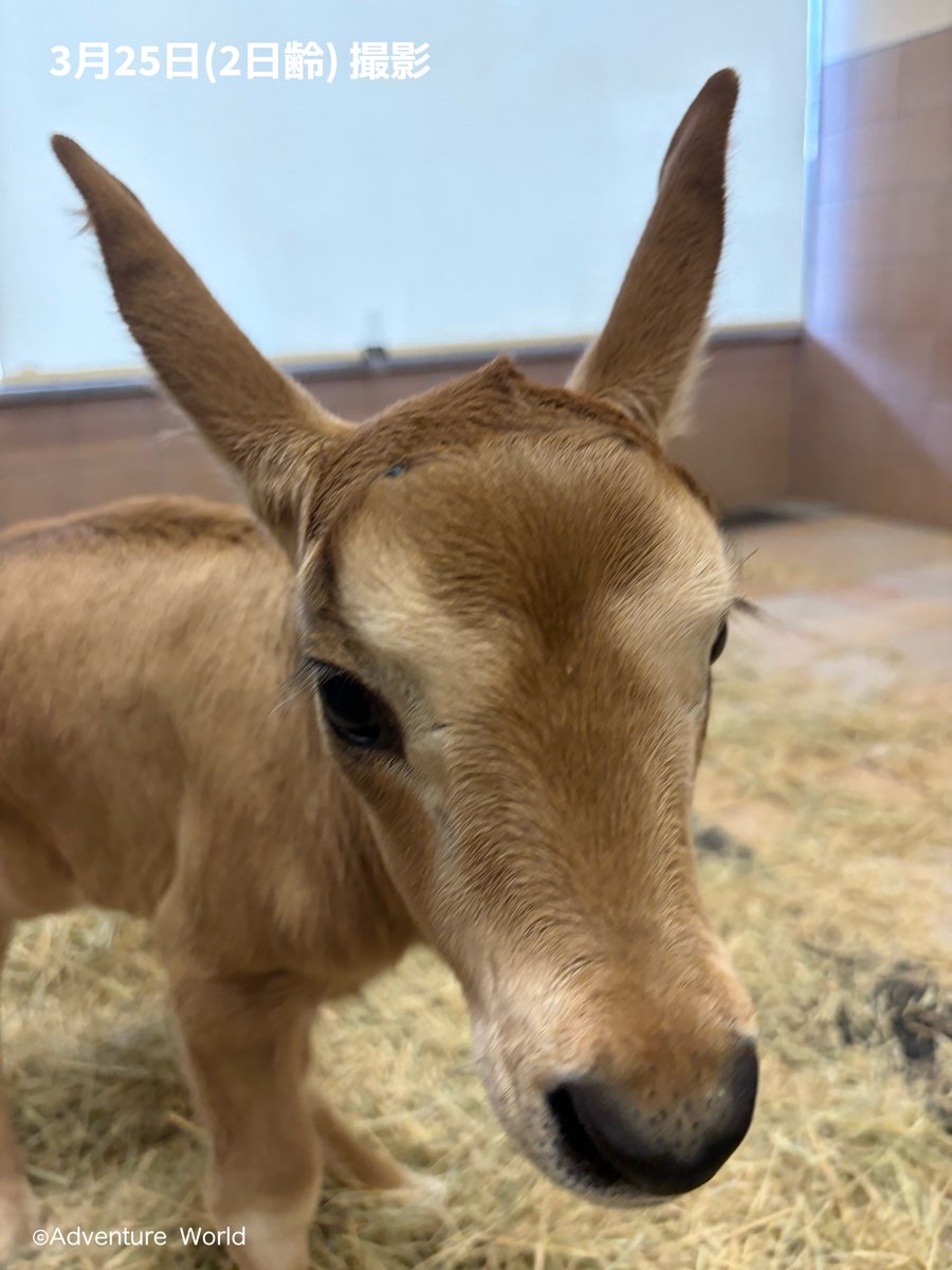 アドベンチャーワールド 公式 tweet media