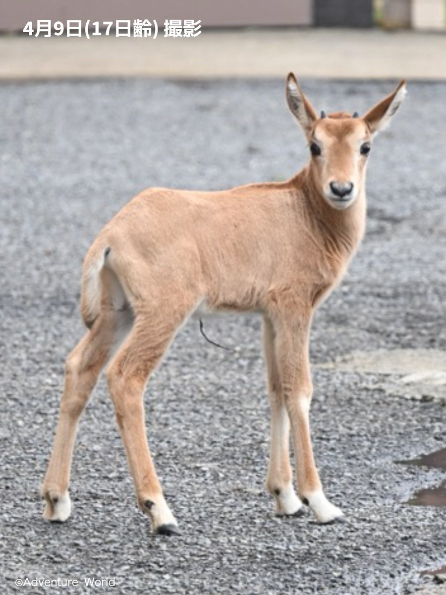 アドベンチャーワールド 公式 tweet media