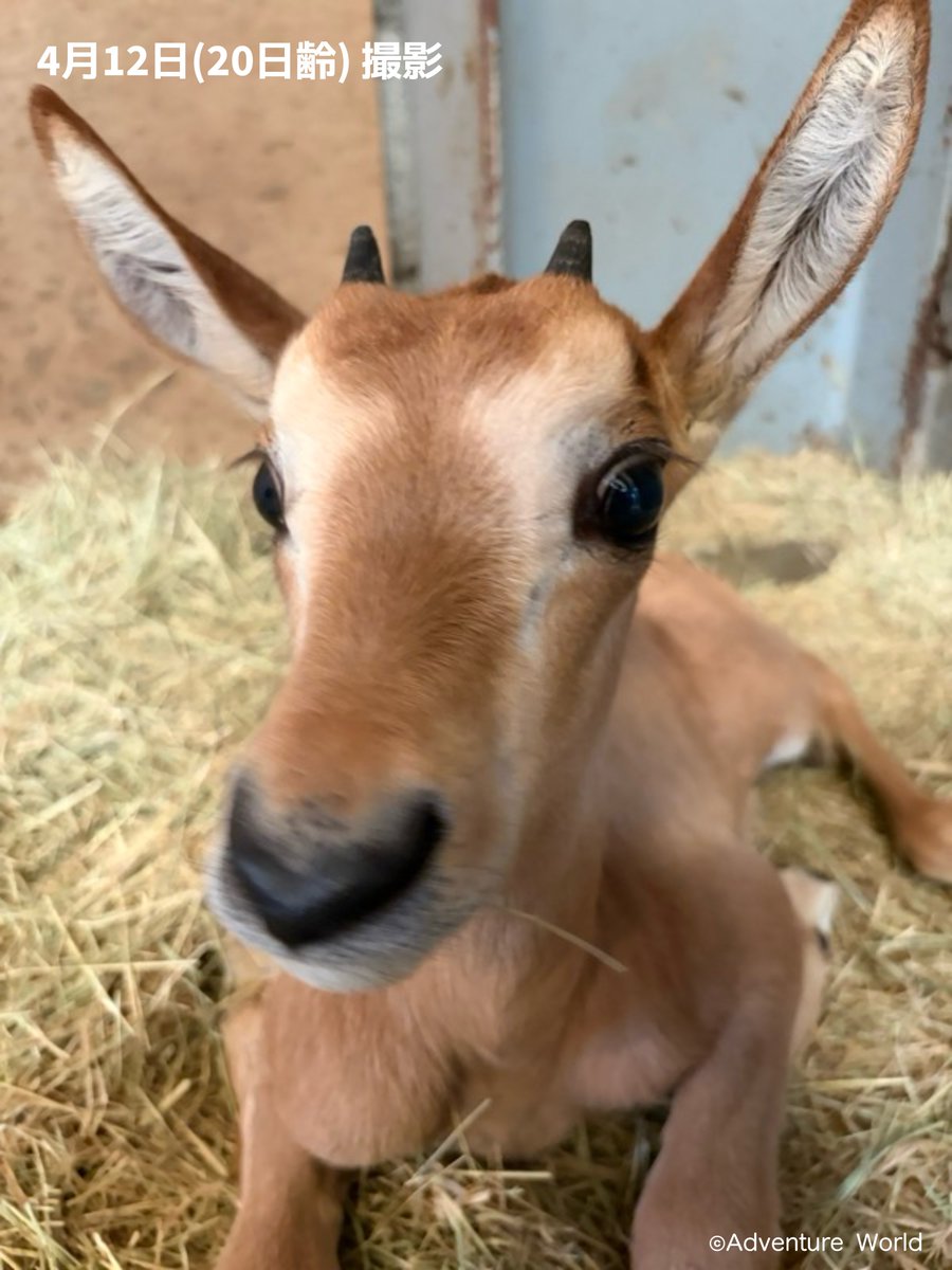 アドベンチャーワールド 公式 tweet media