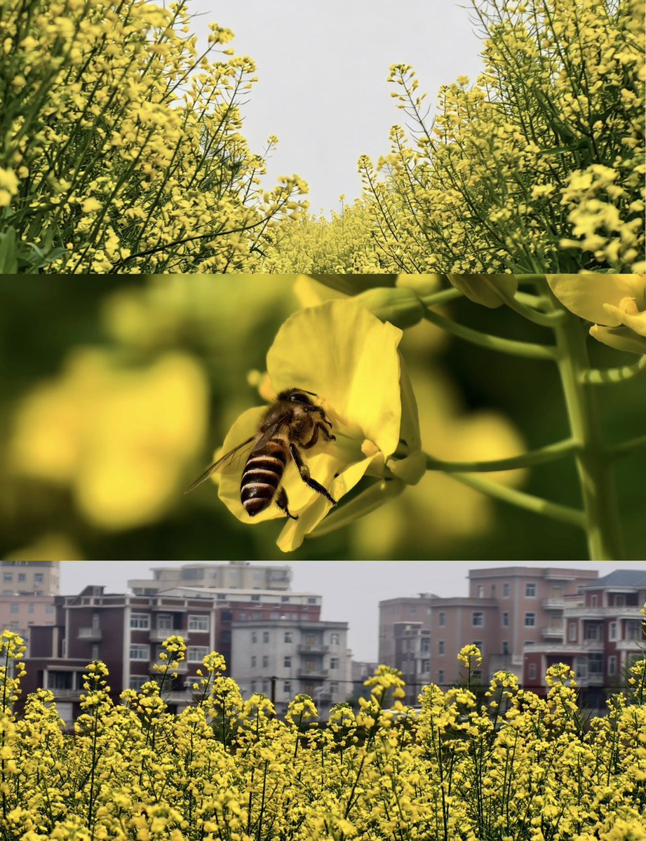 FuqingChina's tweet image. Ever wanted to follow wherever the wind takes you? 🌼🍃

In #Fuqing, Yuguiyang feels like that kind of place. As spring winds roll across the fields, nearly 20 hectares of rapeseed #flowers sway into #golden waves, stretching out endlessly.
(Photo Credit: T&amp;amp;enG)