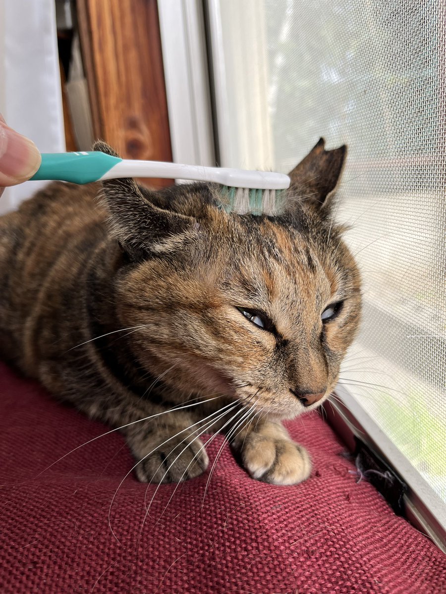 おたむ tweet media