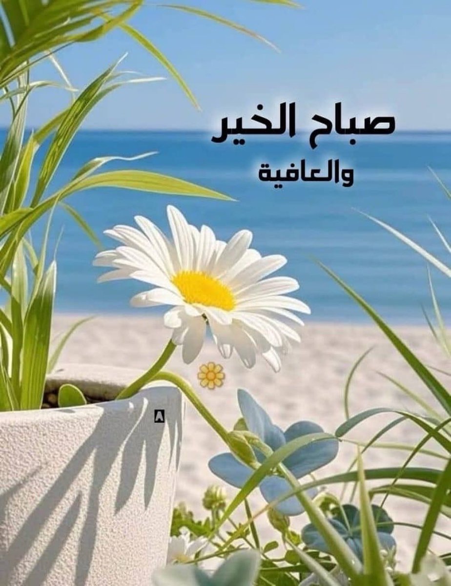 Ali tweet media