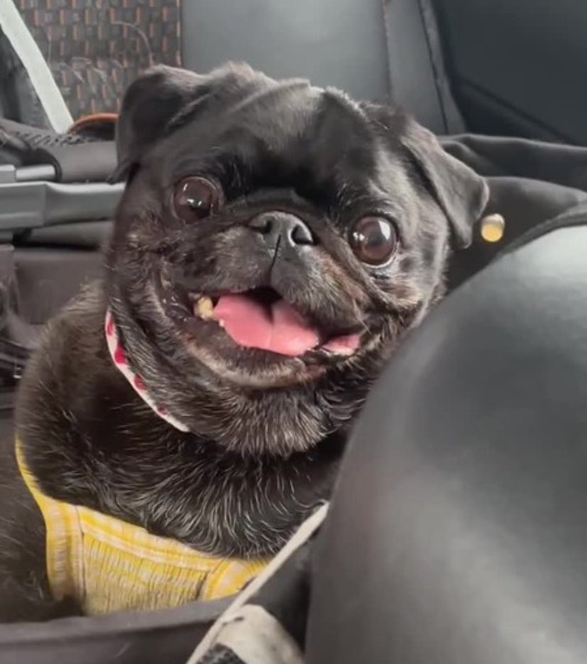 パグとおっさん tweet media