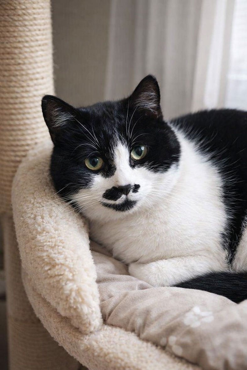 zverikivdar 🐶🐱 tweet media