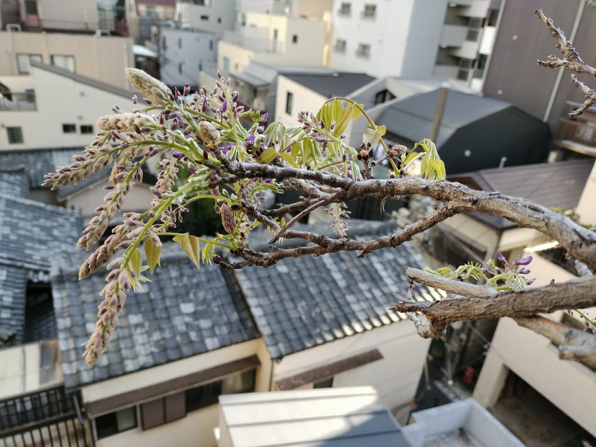 みそ汁 tweet media