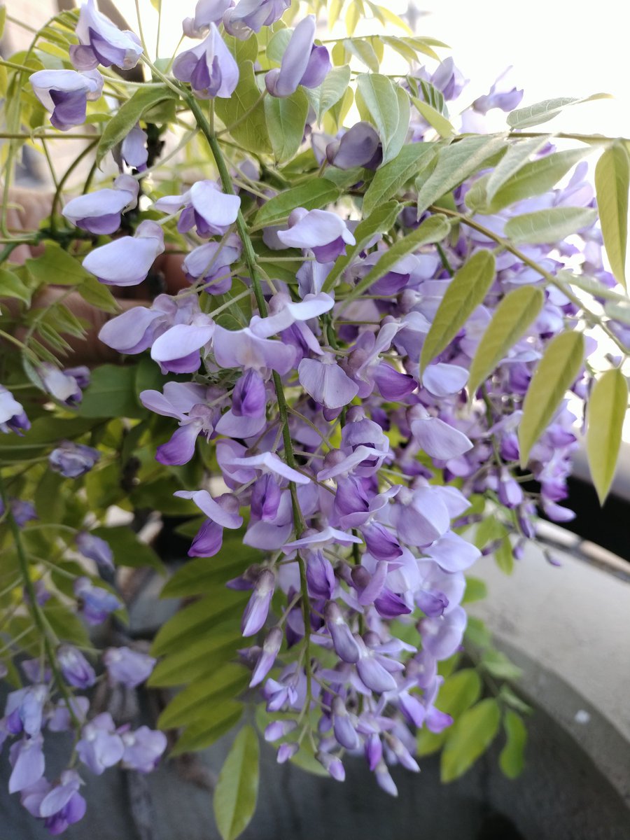 みそ汁 tweet media