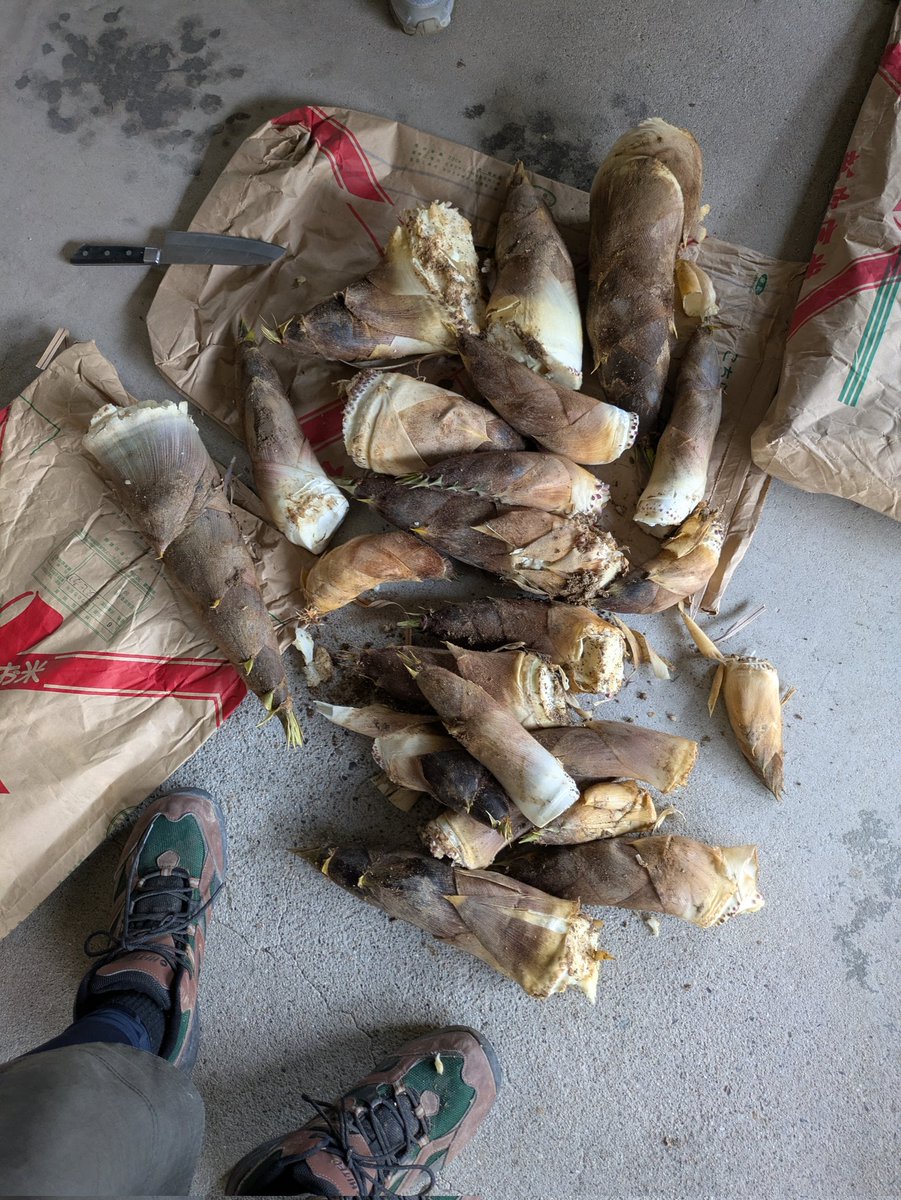 かもめ亭スルガ🍃🎪🐚 tweet media