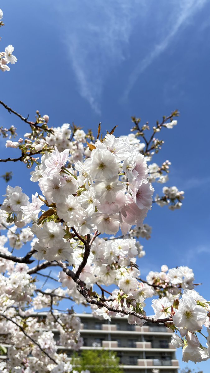 Isekigadget's tweet image. 造幣局の桜の通り抜けに行ってきました！！
撮ってきた写真です↓↓↓
#iPhone15 
#桜