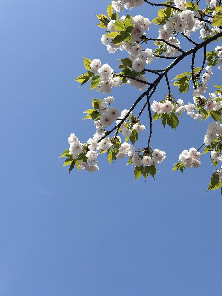 Isekigadget's tweet image. 造幣局の桜の通り抜けに行ってきました！！
撮ってきた写真です↓↓↓
#iPhone15 
#桜