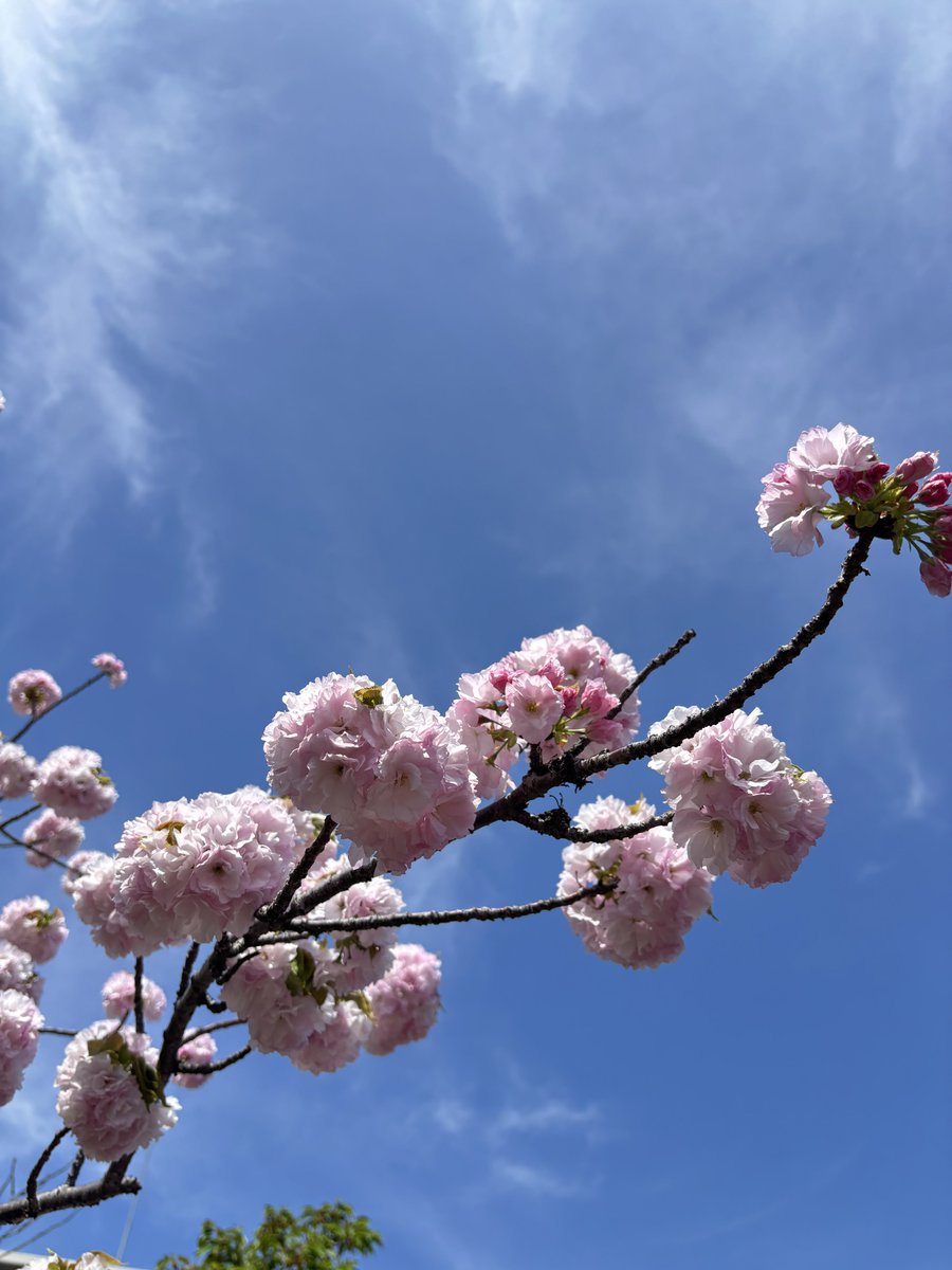 Isekigadget's tweet image. 造幣局の桜の通り抜けに行ってきました！！
撮ってきた写真です↓↓↓
#iPhone15 
#桜