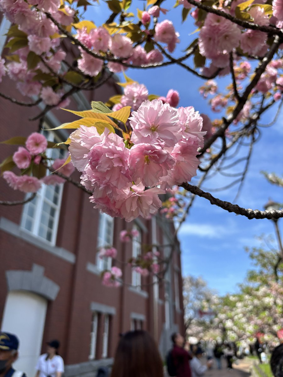 Isekigadget's tweet image. 造幣局の桜の通り抜けに行ってきました！！
撮ってきた写真です↓↓↓
#iPhone15 
#桜