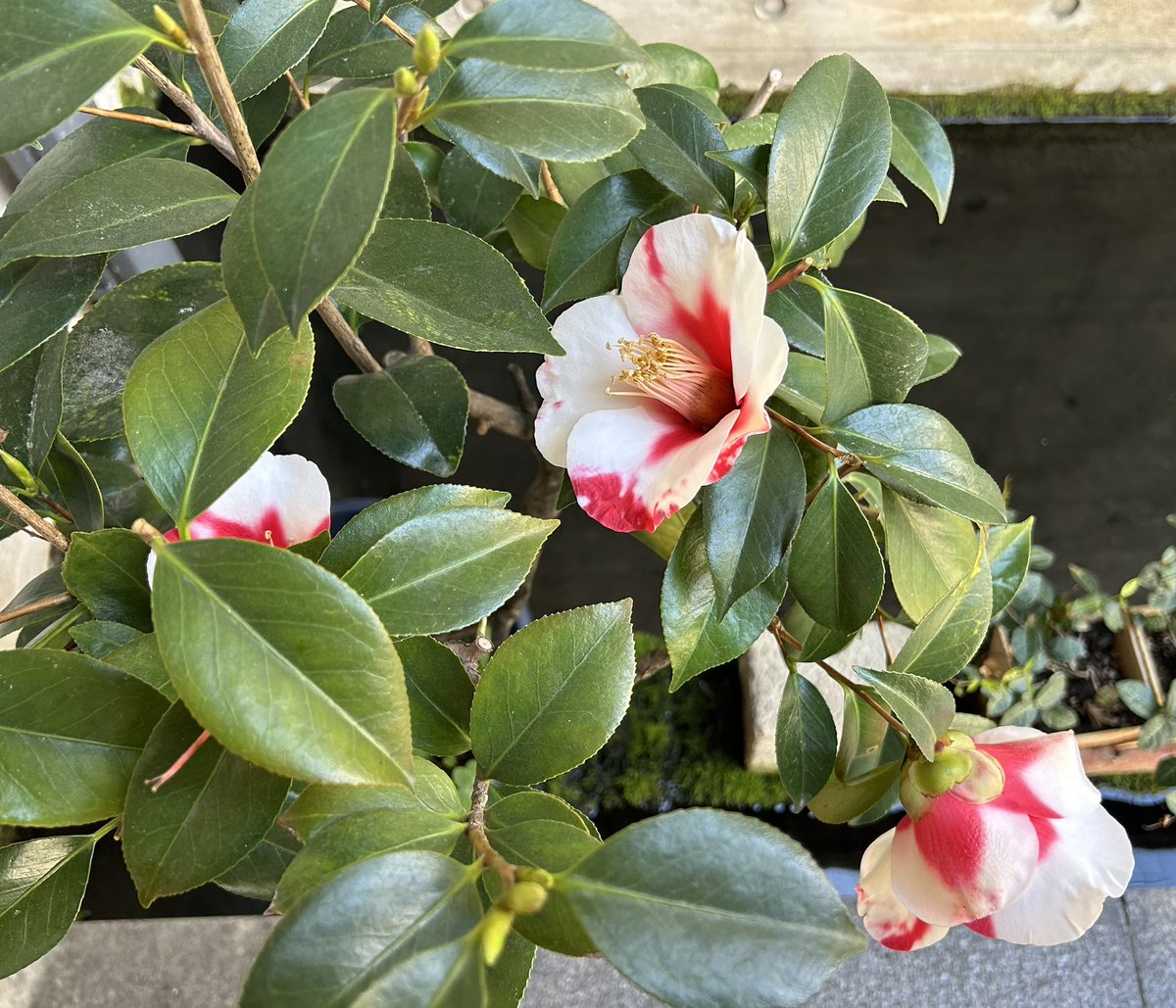 七瀬ゆきこ tweet media