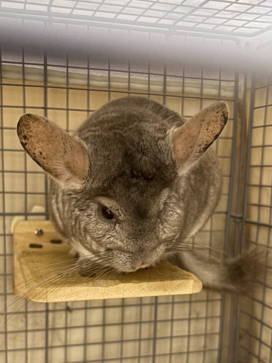 きょね tweet media