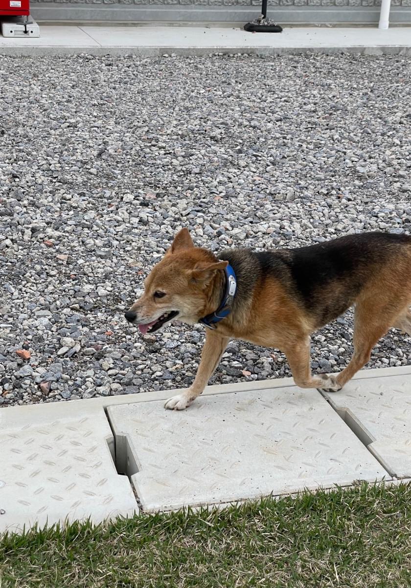 📢 迷子犬・保護犬情報 - 大分県 宇佐市西大堀

大分県 宇佐市西大堀からの情報です。
詳細はこちら👇
lostpet.jp/51069

※画像はlostpet.jpより
#迷子犬 #拡散希望 #大分県 #宇佐市