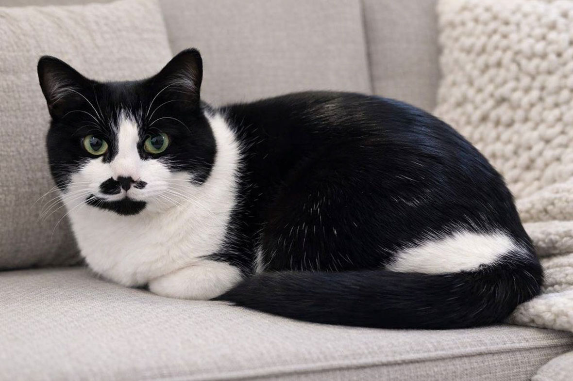 Я немного застенчивая, но быстро откликаюсь на доброе отношение. Хожу в лоток, привита, стерилизована, обработана от паразитов.
Надеюсь, я вам понравлюсь. Обещаю быть другом и компаньоном. Обратите на меня внимание, пожалуйста! Очень жду вас.
☎ +7-916-131-13-41 Юлия