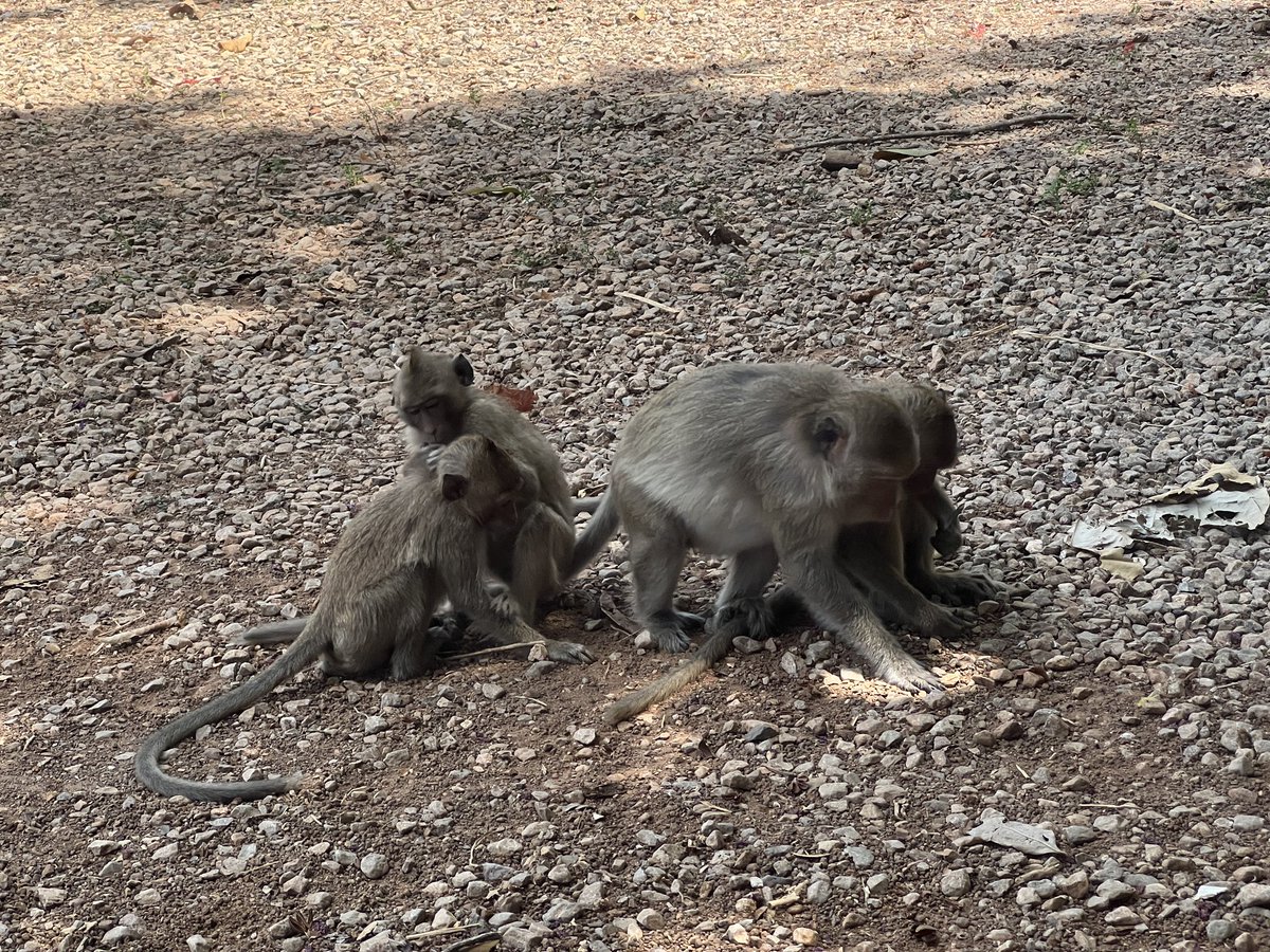 adamlee's tweet photo. Chanthaburi Monkey Business🐒 @ Wat Khao Wongkot Wararam วัดเขาวงกตวราราม https://t.co/Nu6hePyHux